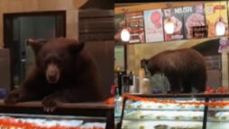 Bear enters California cafe
