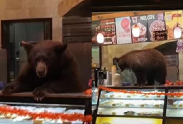 Bear enters California cafe and takes cookies