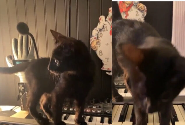 Watch: Internet fallen in love with music made by cat walking on keyboard