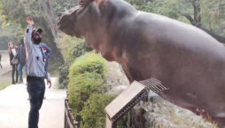 Security guard slaps hippopotamus back into water in old video