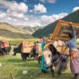 Mongolia’s herders are squeezed between China and Russia