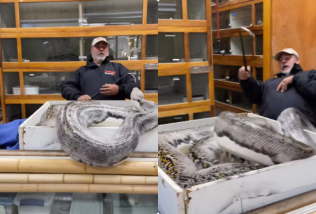 Huge python attacks man who wants her eggs goes viral