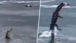 Alligator leaps in water to seize a drone, stunning netizens: Watch