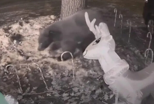 Inflatable Rudolph is attacked by a bear in Nevada yard