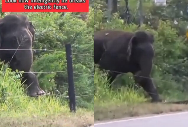 Elephant breaks electric fence using a great technique