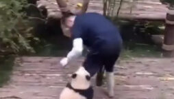 Viral Video: Panda Seeking Caretaker’s Attention Amazes Internet