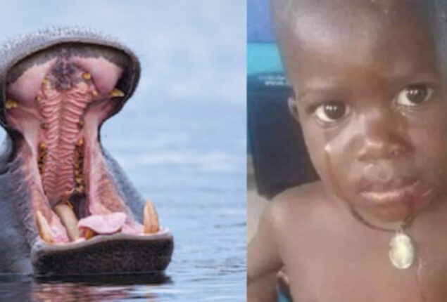 Hippo attacks 2-year-old boy in Uganda