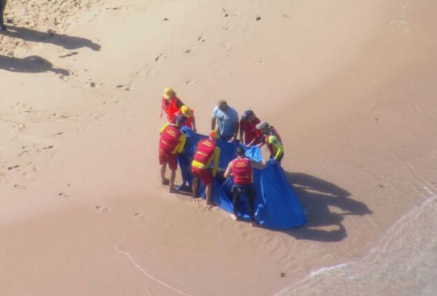 Sydney: Bull sharks maul a dolphin, 2 Sydney beaches close