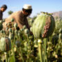 United Nation: Myanmar United Nation farming booming after coup