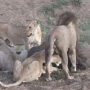 Video: Lions fight violently while hunting water buffalo