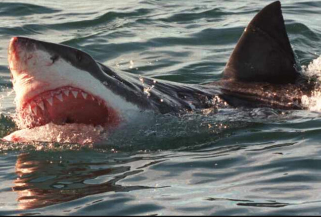 Australian man killed by a shark at renowned beach in California