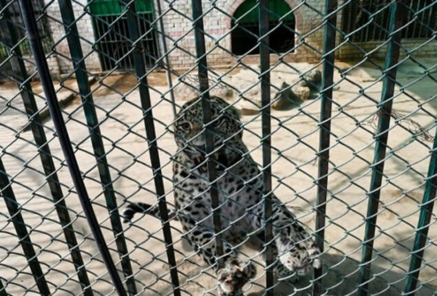 Islamabad police register case in leopard escape case  