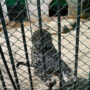 Islamabad police register case in leopard escape case  