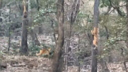 Watch Video: Tiger attempts but fails to attack the leopard
