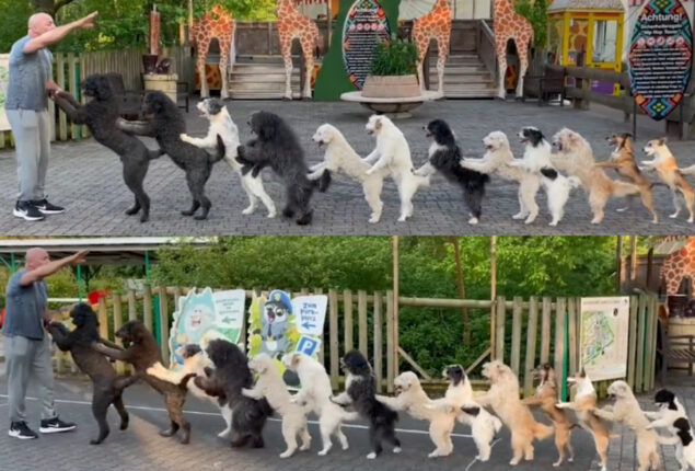 World Record: 14 dogs form the longest conga line