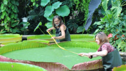 World Records: Newly discovered species of enormous waterlily