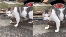 Video of cat playing catch-catch with toddler goes viral