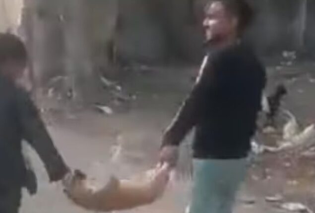 Viral video shows couple swinging a puppy, Twitter users express outraged