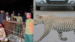 Islamabad leopard incident angers social media users