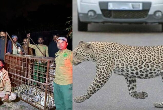 Islamabad leopard incident angers social media users