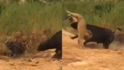 Lions attack Buffalo