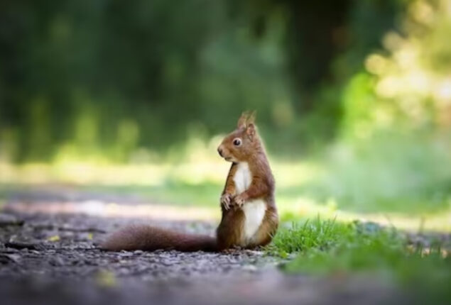 World Wildlife Day 2023: Theme, significance, and background