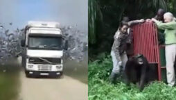 Animals back into wild