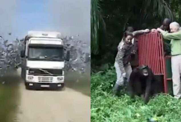 Watch viral: Animals and birds set free from cages and back into wild