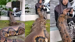 Python crosses young girl lap