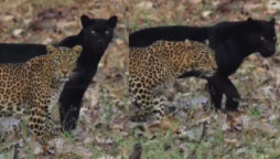 Incredible video: Stunning black panther and leopard strolling side by side goes viral