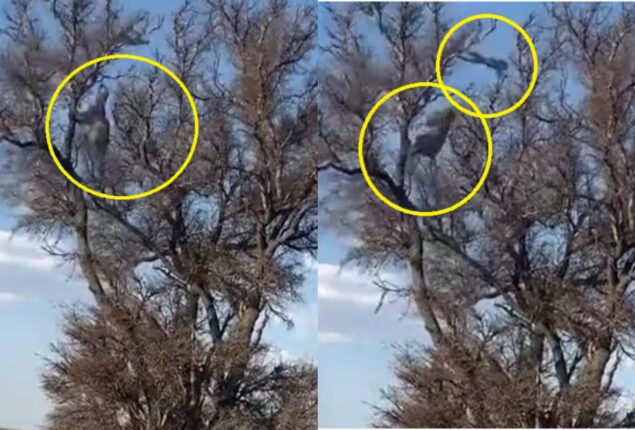 Leopard unbelievable hunting