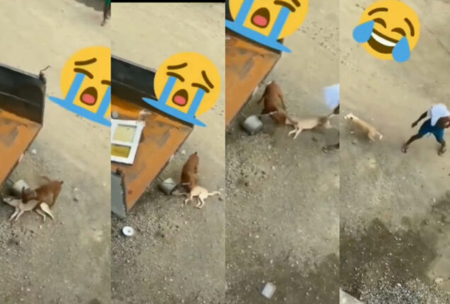 How funny: Dog Deserves Oscar for ‘Best Actor,’ watch viral