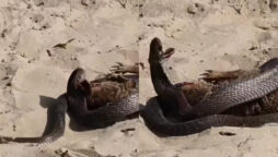 Snake kills Mongoose