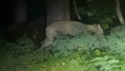 Lioness on the Loose in Germany Revealed to be Wild Boar