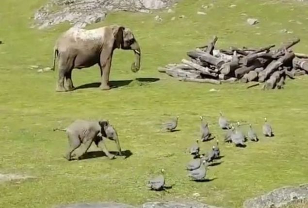 Baby Elephant Takes a Tumble While Chasing Birds
