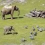 Baby Elephant Takes a Tumble While Chasing Birds