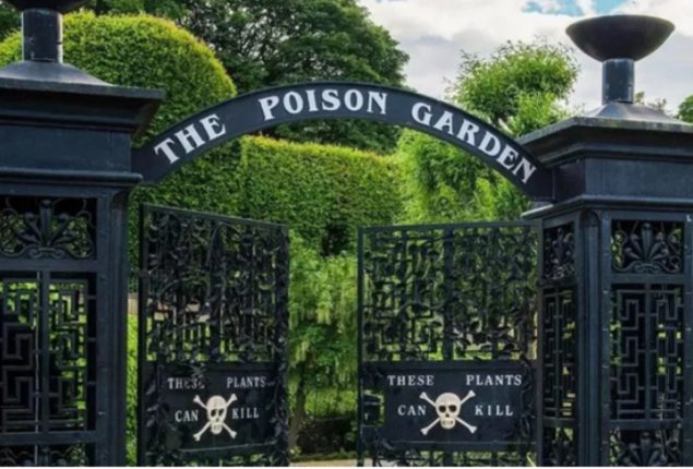 UK Faces Deadly Gympie-Gympie Plant & Rare Variegated Plant Auction