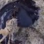 Real-Life Venom? Black Creature Eating Crab Goes Viral