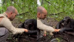 Chimpanzee Shows Gratitude by Washing JC Pieri's Hands
