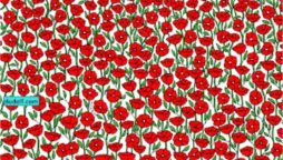 Can You Spot the Hidden Crab in the Poppy Field? A Brain Teaser Challenge!