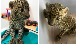 Viral: Leopard Cub Reunited with Mother