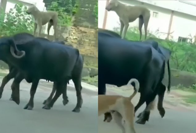 Dog Rides Buffaloes
