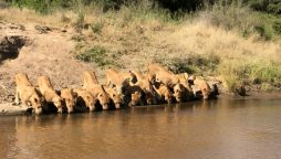 Lions Gather on River