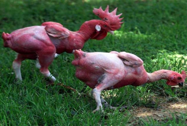 Featherless Chicken: The Controversial Trend in Cooking