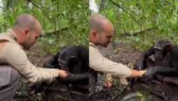 Chimpanzee Displays Gratitude by Washing JC Pieri's Hands