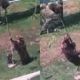 Hilarious Mama Bear Tries to Bring Baby Down from Tree
