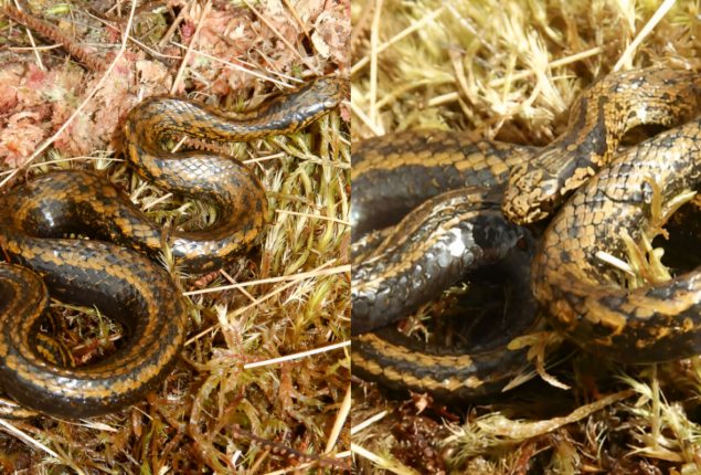 New Snake Species Named After Harrison Ford Found in Peru