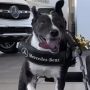 Dog Receives Mercedes-Benz Wheelchair