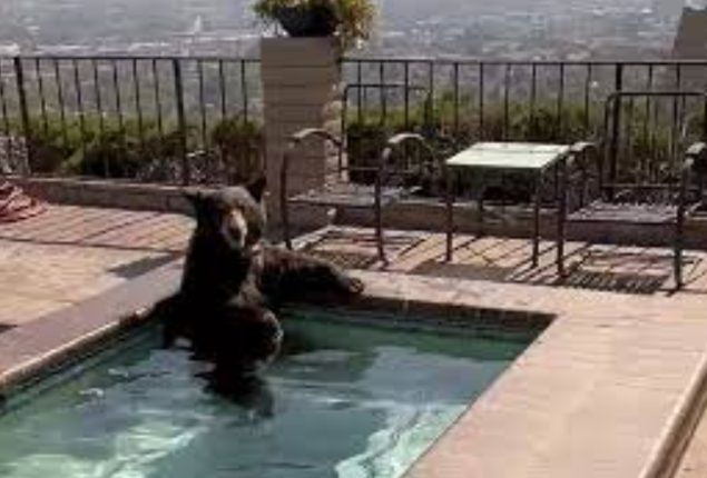 Bear Spotted Relaxing in Jacuzzi Amid Heatwave