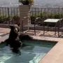 Bear Spotted Relaxing in Jacuzzi Amid Heatwave